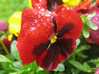 红色的堇型花雨