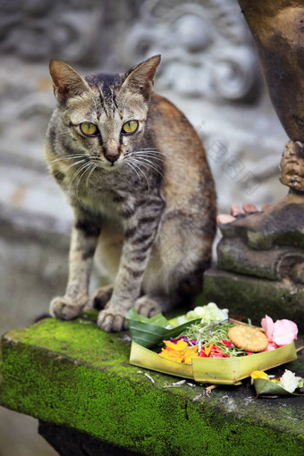 巴厘岛猫