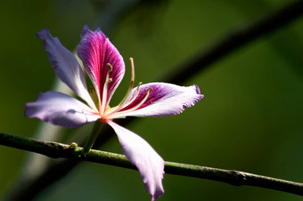 <strong>紫荆花</strong>布莱克纳