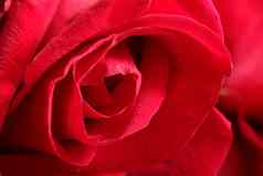 宏拍摄开放红色的玫瑰情人节玫瑰