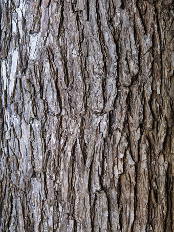 榆树树树皮
