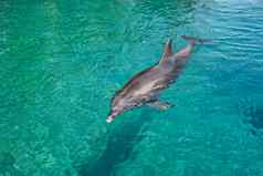 宽吻海豚海豚游泳绿色海