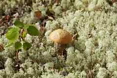 桦木蘑菇