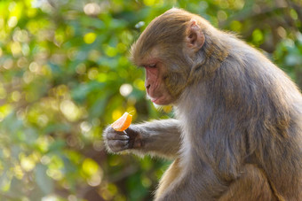 短尾猿吃橙色