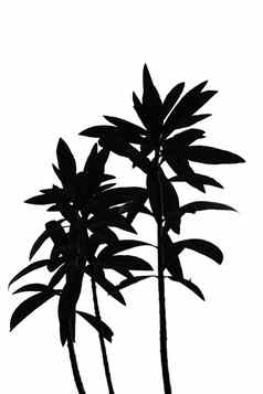 黑色的白色植物
