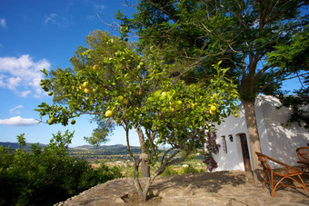 地中海房子伊比沙岛柠檬树