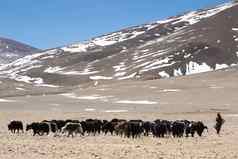 藏文牦牛男人。集团牦牛喜马拉雅山脉
