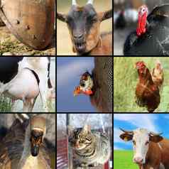 集合农场动物