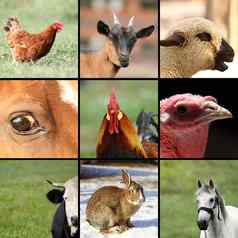 集合图片农场动物