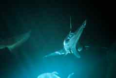 伟大的鲨鱼水下照片深蓝色的水