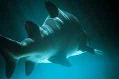 伟大的鲨鱼水下照片深蓝色的水