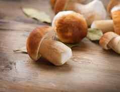 蘑菇牛肝菌属木背景秋天口袋蘑菇