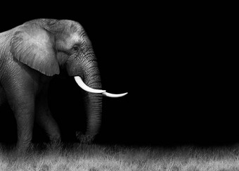 非洲大象黑色的白色