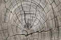 木模式树干纹理