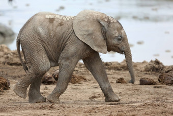 婴儿非洲大象