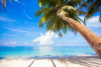椰子棕榈树桑迪海滩背景蓝色的天空