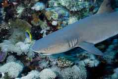 条礁鲨鱼所罗门岛屿
