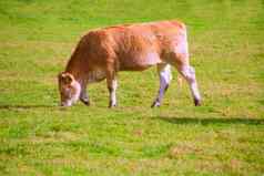 牛放牧庇里牛斯山绿色秋天梅多斯西班牙