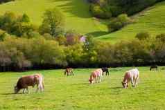 牛放牧庇里牛斯山绿色秋天梅多斯西班牙