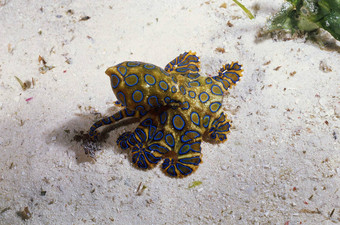 蓝色的环章鱼马布岛岛马来西亚