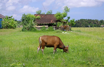 牛放牧草地