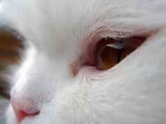 猫眼睛鼻子特写镜头