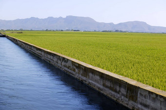 大米麦片绿色字段蓝色的灌溉运河