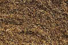 燕麦麦片图像燕麦纹理背景