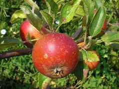 成熟的红色的苹果水果分支
