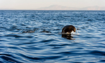 海豹游泳跳水海豹游泳跳水