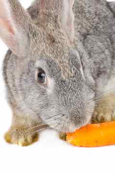 特写镜头兔子吃胡萝卜