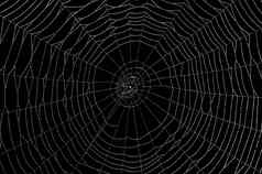 黑色的白色蜘蛛网络