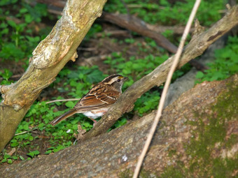 white-throated<strong>麻雀</strong>zonotrichia白颈