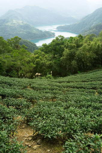 绿色新鲜的茶叶