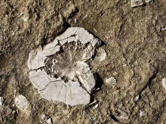 化石海海胆