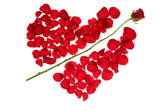 丘比特箭头红色的玫瑰花瓣心形状