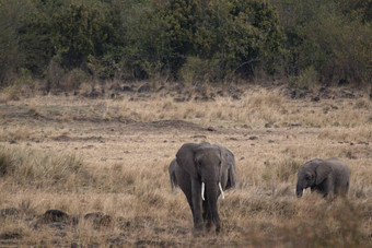 非洲布什大象学名Loxodonta非洲