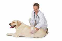 有关兽医用绷带包扎黄色的拉布拉多狗