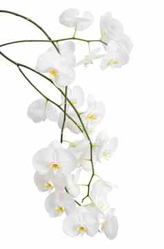 长分支机构美丽的白色兰花花
