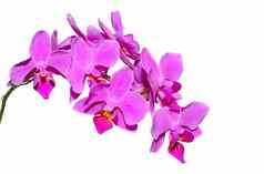 优雅的分支异国情调的花紫色的花瓣