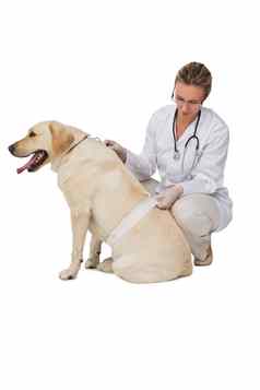 漂亮的兽医用绷带包扎黄色的拉布拉多狗