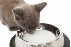 灰色小猫喝牛奶碗