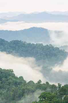美丽的雾热带森林