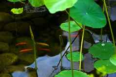 池塘金鱼等水生植物