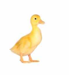 可爱的黄色的小鸭子