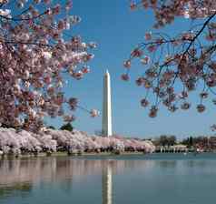 华盛顿纪念碑反映了潮汐盆地