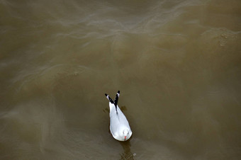 海鸥河泰晤士河
