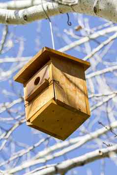 bird-box鸟房子树夏天森林