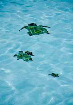 池海龟