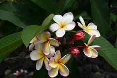 美丽的花发现大岛夏威夷